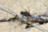 Orthetrum cancellatum