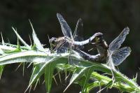 Orthetrum cancellatum
