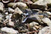 Orthetrum cancellatum
