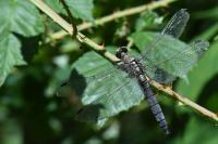 Orthetrum cancellatum
