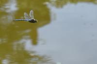Anax imperator