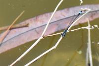 Ischnura elegans