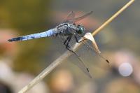 Orthetrum cancellatum