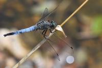 Orthetrum cancellatum