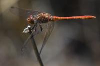 Sympetrum meridionale