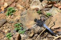 Orthetrum cancellatum