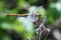 Sympetrum sanguineum
