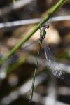 Chalcolestes viridis
