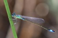Ischnura elegans