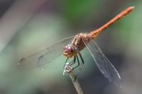 Sympetrum meridionale
