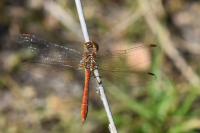 Sympetrum meridionale