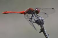 Sympetrum sanguineum