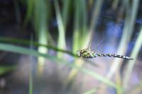 Aeshna cyanea