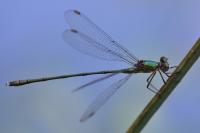 Chalcolestes viridis
