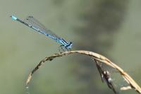 Coenagrion puella