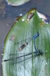 Coenagrion puella
