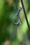 Coenagrion puella