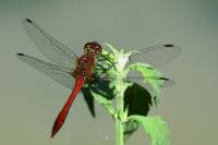 Sympetrum sanguineum