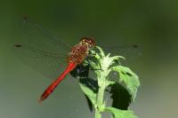 Sympetrum sanguineum