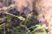 Aeshna cyanea