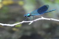 Calopteryx splendens