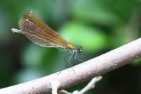 Calopteryx virgo