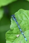 Coenagrion mercuriale
