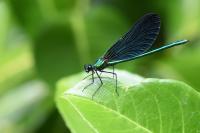 Calopteryx virgo