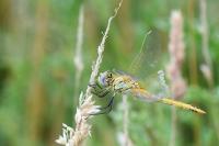 Sympetrum fonscolombii