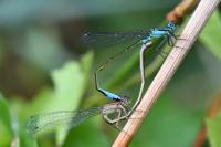 Ischnura elegans