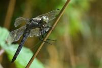 Orthetrum cancellatum
