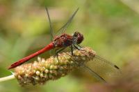 Sympetrum sanguineum