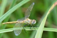 Sympetrum fonscolombii