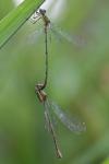 Chalcolestes viridis
