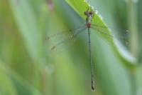 Chalcolestes viridis