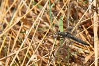 Orthetrum cancellatum