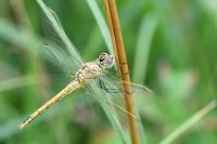 Sympetrum fonscolombii