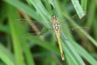 Sympetrum fonscolombii