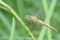 Sympetrum fonscolombii