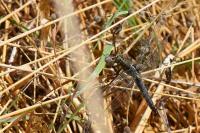 Orthetrum cancellatum