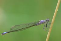 Ischnura elegans