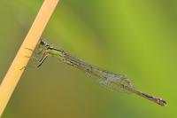 Ischnura elegans