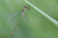 Chalcolestes viridis