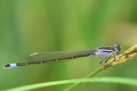 Ischnura elegans