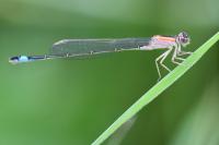Ischnura elegans