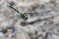 Aeshna cyanea