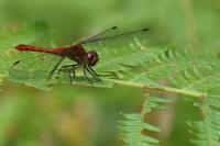 Sympetrum sanguineum