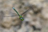 Aeshna cyanea