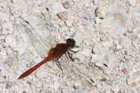 Sympetrum sanguineum