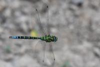 Aeshna cyanea